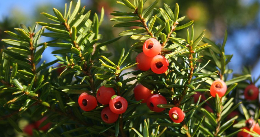 Тисс Taxus baccata