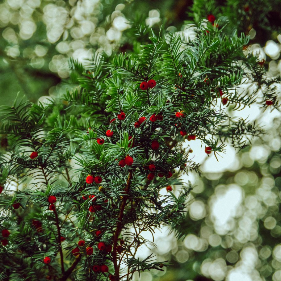 Тис ягодный дерево