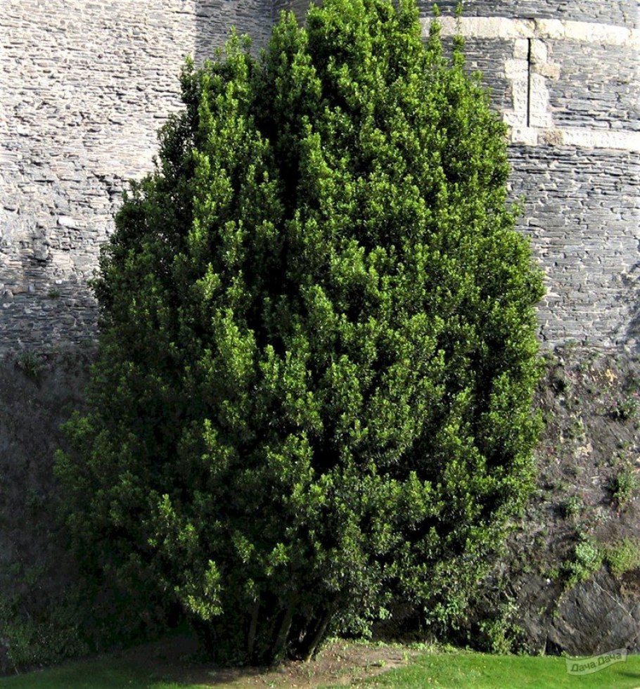 Тисс канадский (Taxus canadensis