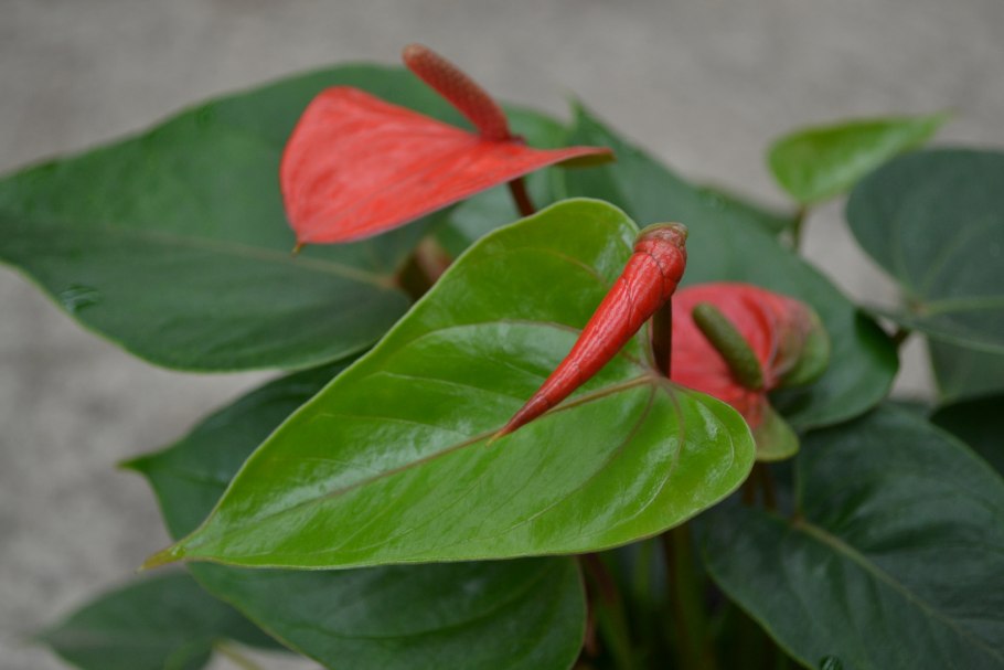 Антуриум Андре красный