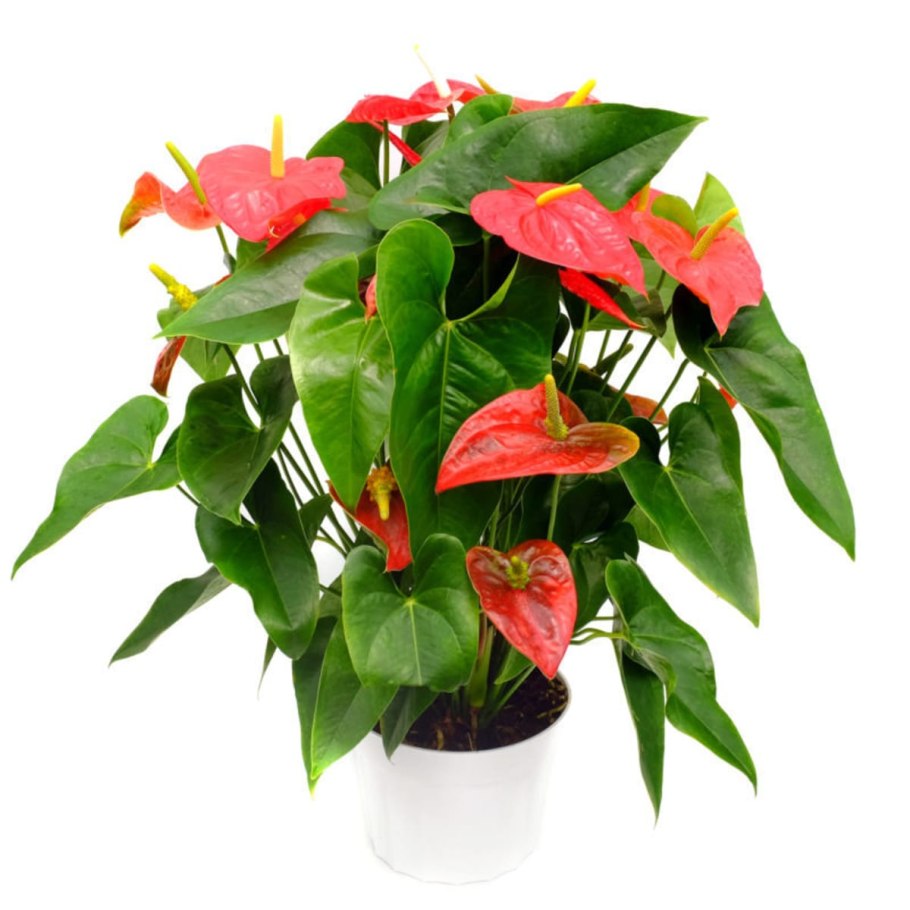 Антуриум Алексия Глориус