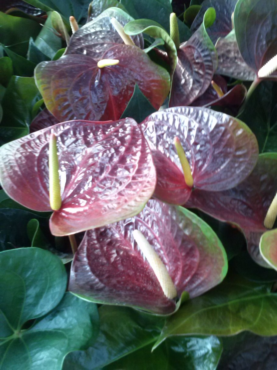 Антуриум Андре Фламинго