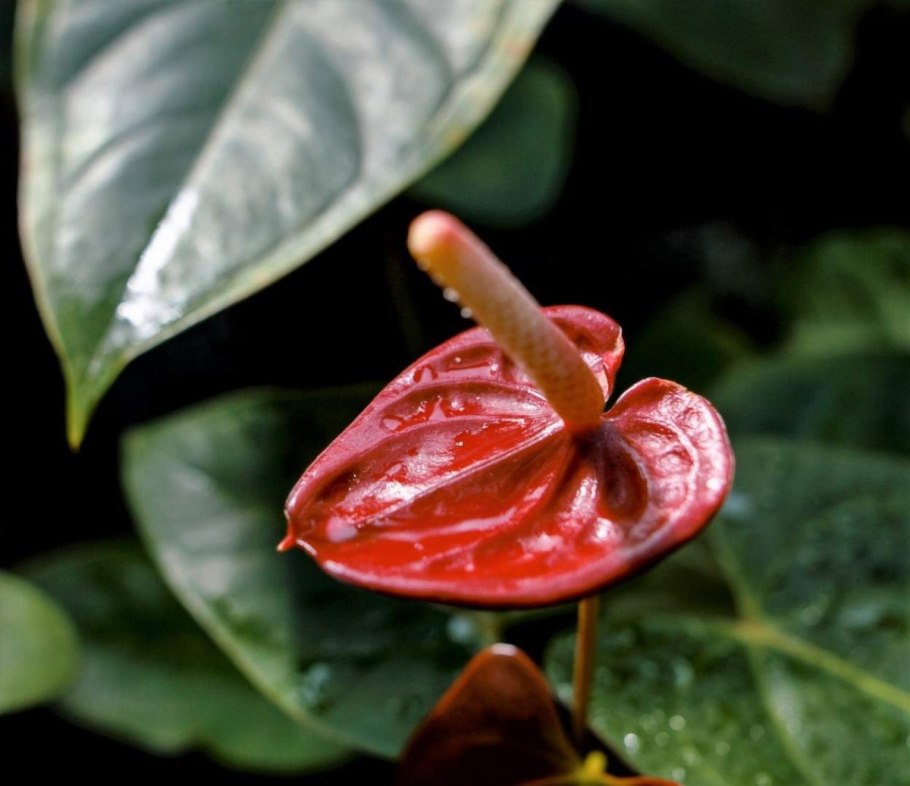 Антуриум Арроу