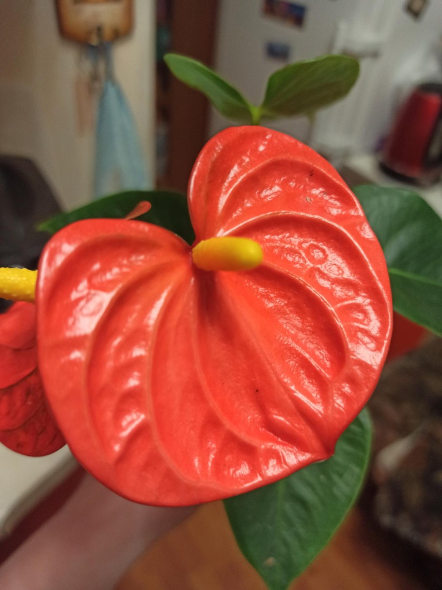 Антуриум Андре красный