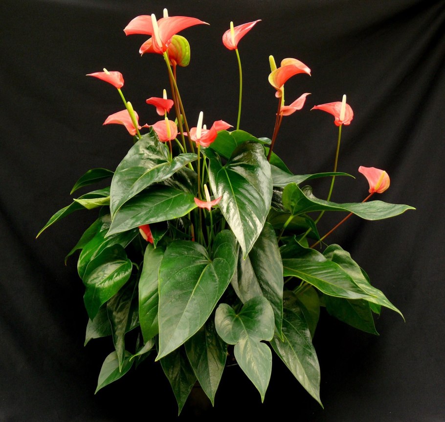 Антуриум Rainbow Obake