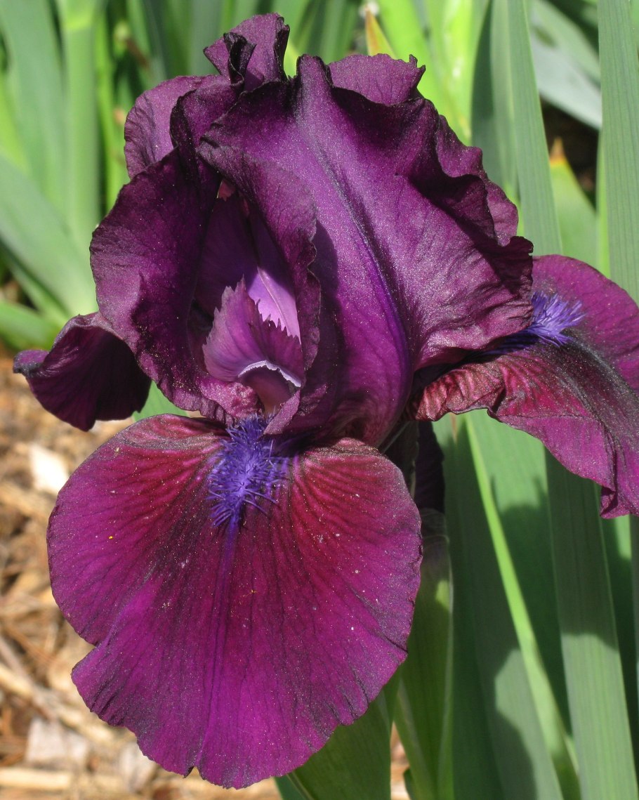 Ирис карликовый Ларрикин