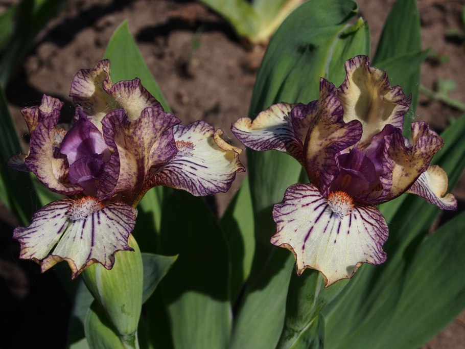 Ирис бородатый Альмаден