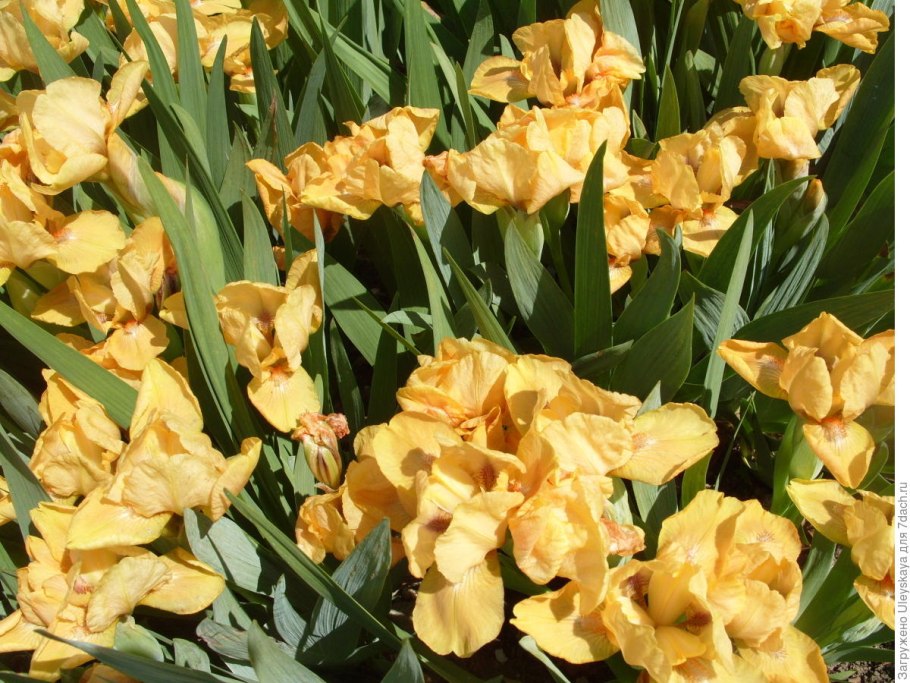 Ирис сиреневый низкорослый