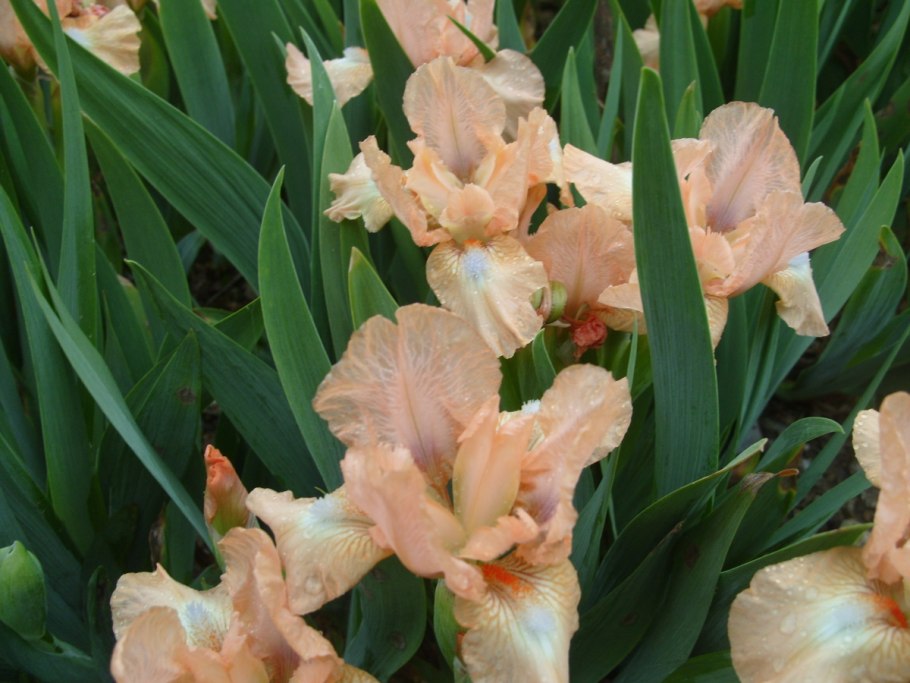 Ирис карликовый Литтл шадоу