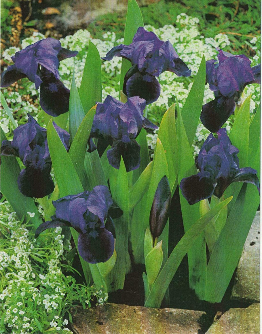 Ирис Tourist Trap