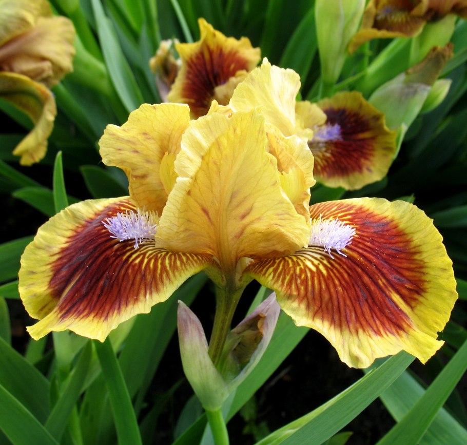 Ирис карликовый Рэд Херт