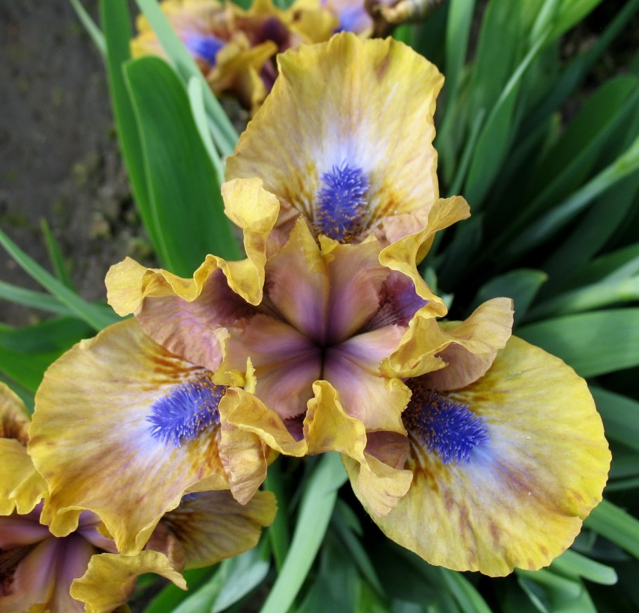 Ирис карликовый Ларрикин