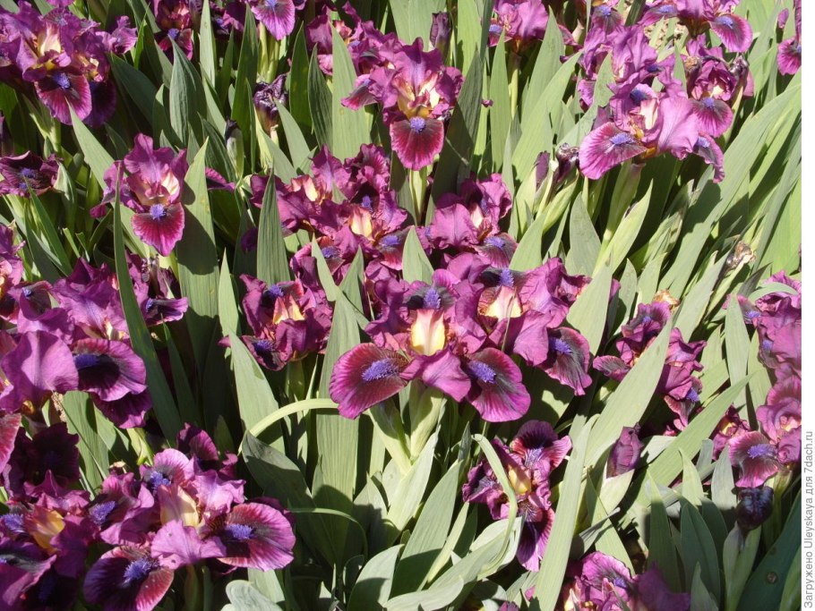 Ирис карликовый (Iris pumila)