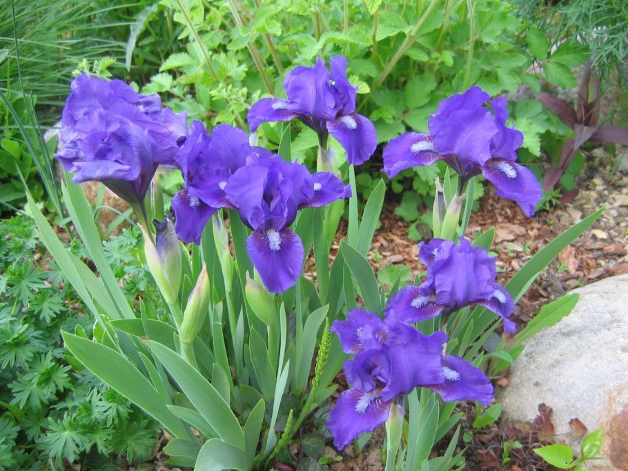 Iris pumila