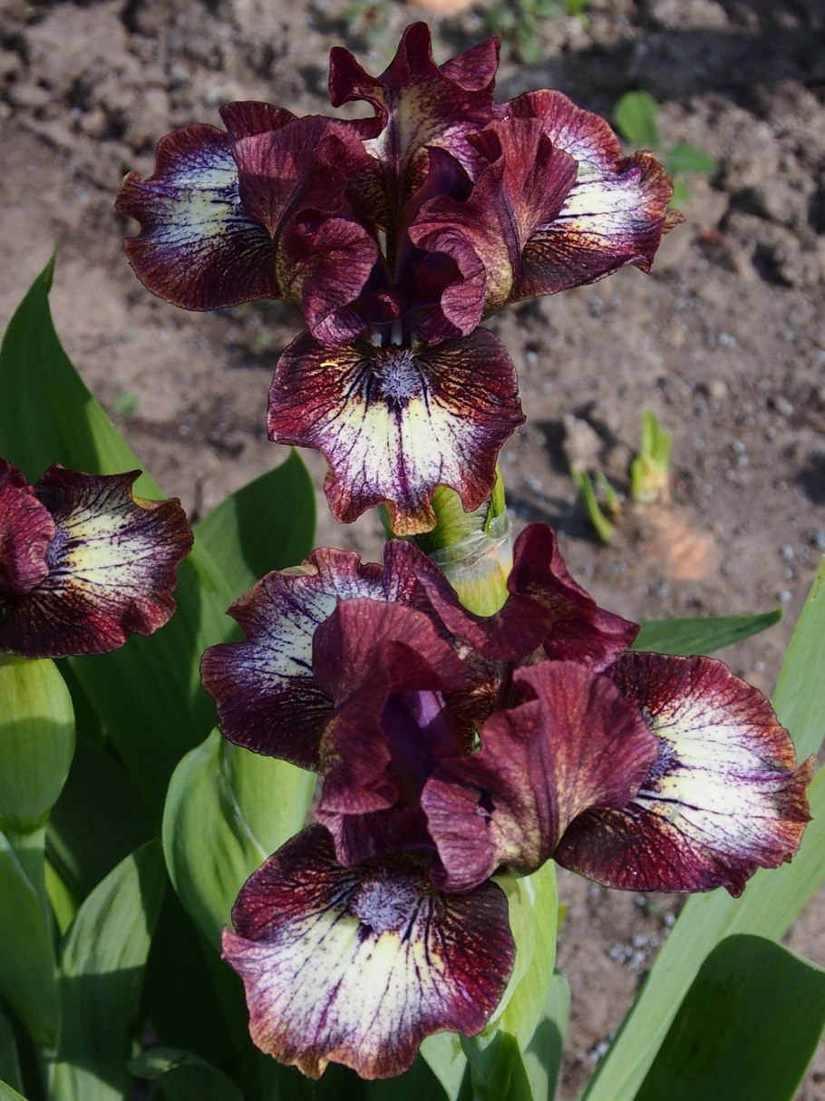 Ирис карликовый Ритц