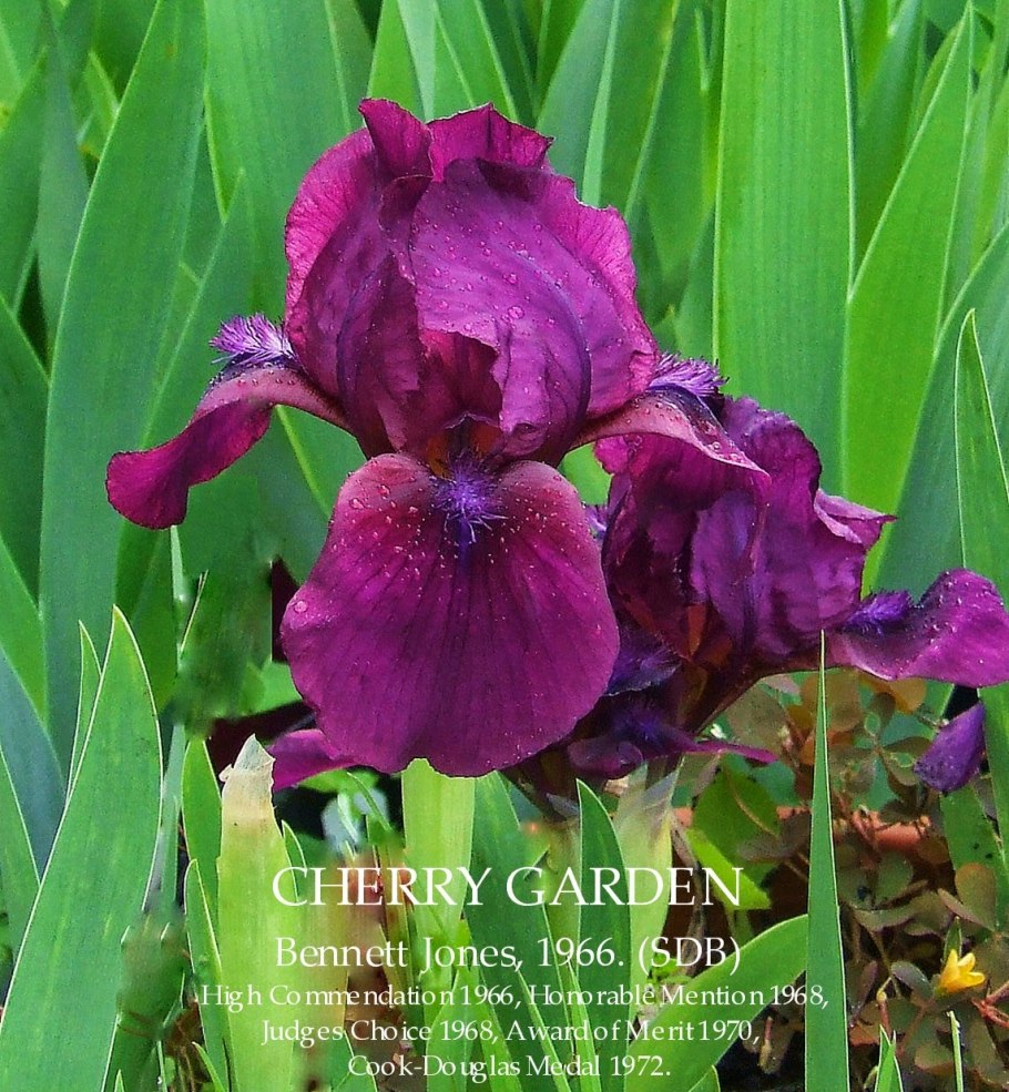 Ирис карликовый Банбури Раффлс