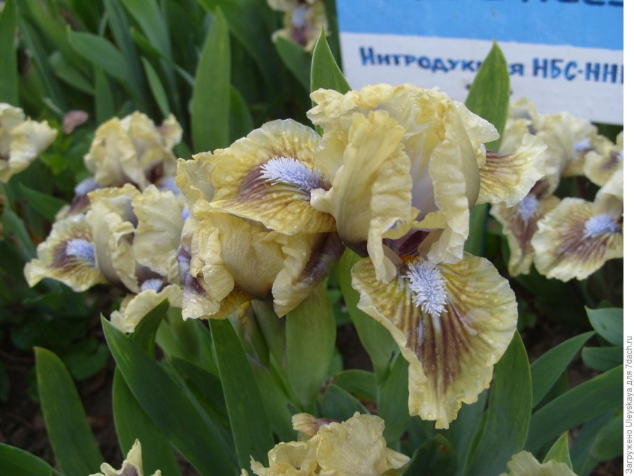 Iris Dwarf перевод