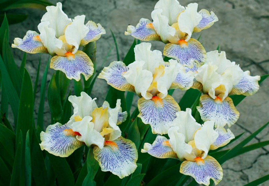 Ирис карликовый рейнджер