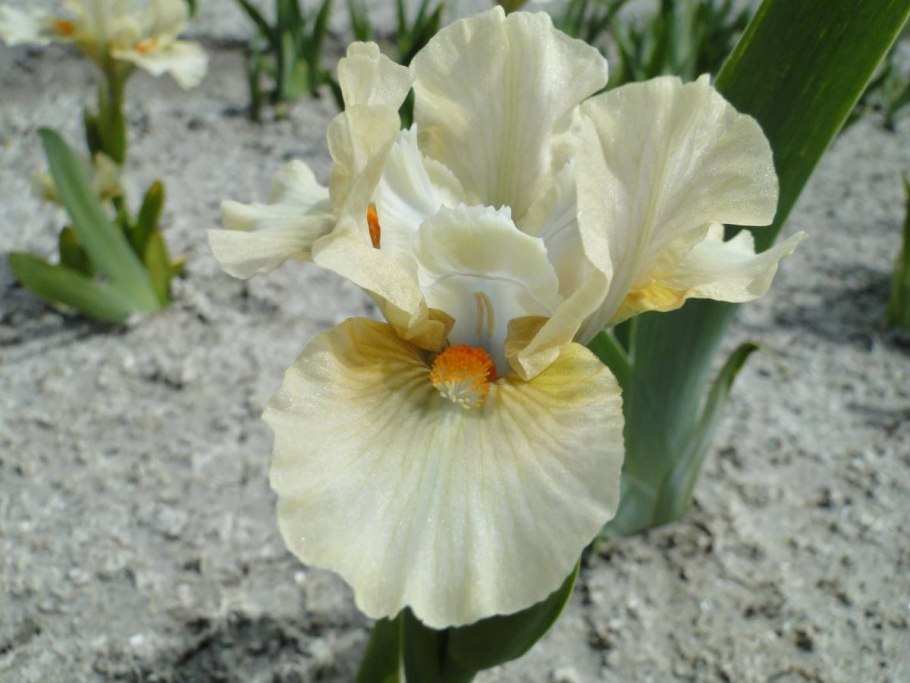 Карликовый Ирис cachet