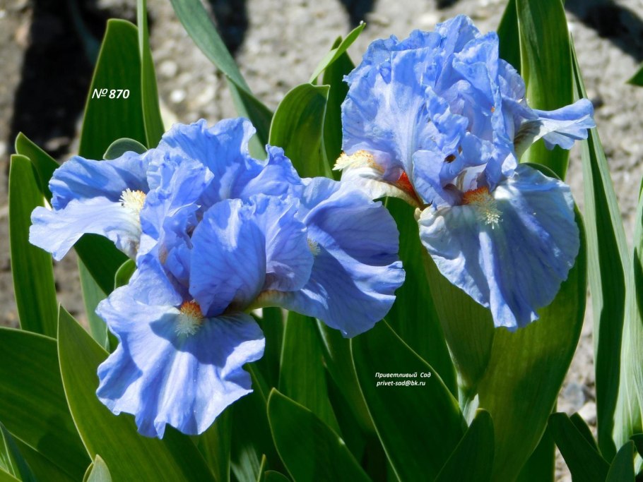 Ирис карликовый желтый