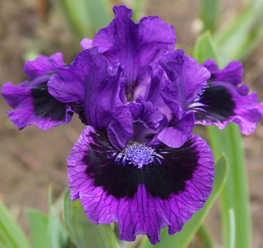 Ирис Banbury Ruffles