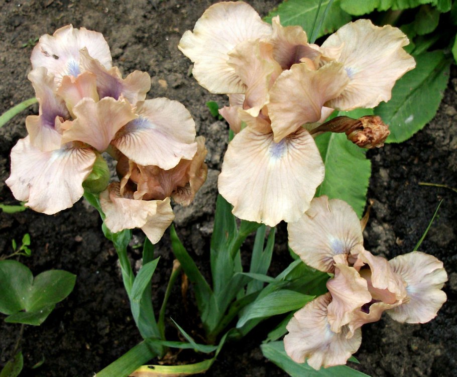 Ирис Chartreuse Bounty