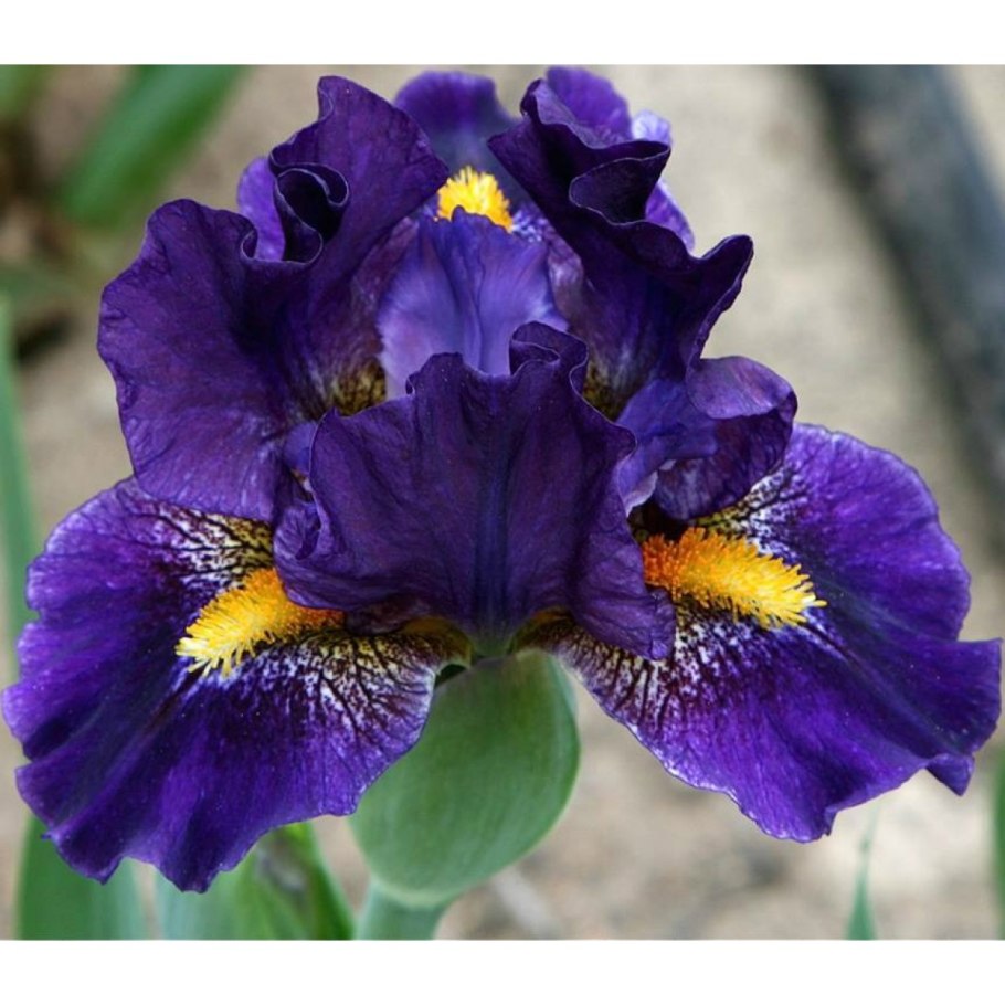 Ирис Surrounded Black