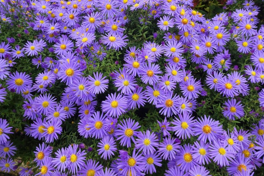 Астра Альпийская (Aster Alpinus)