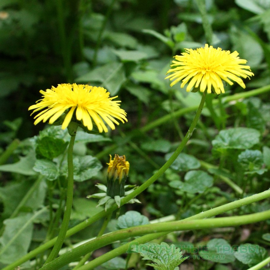 Dandelion Asteraceae