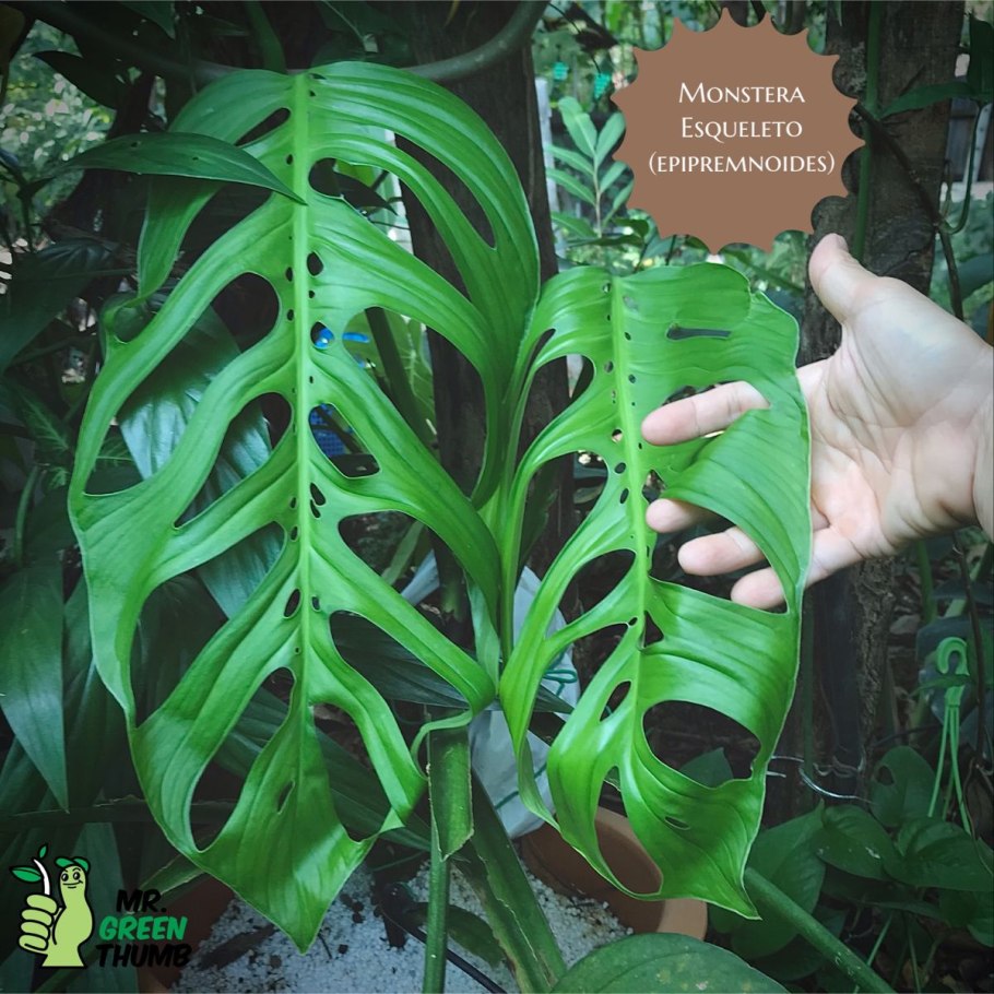 Монстера Адансона adansonii