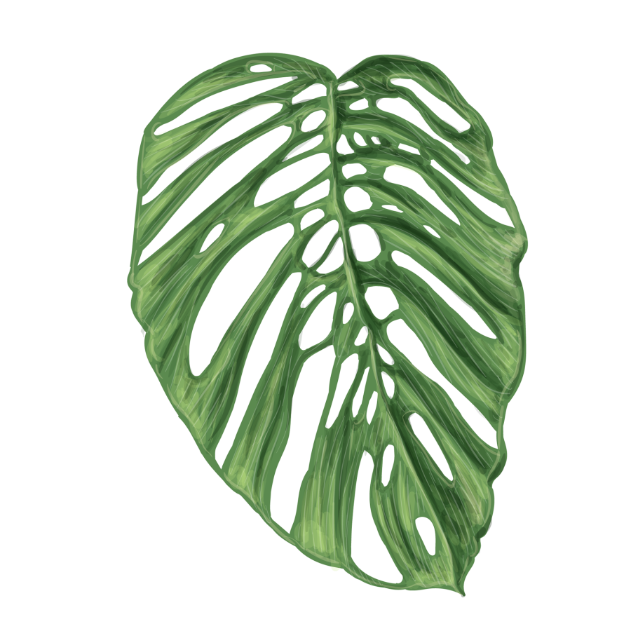 Монстера пиннатипартита