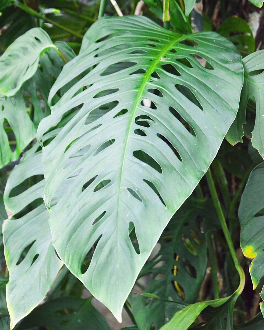 Монстера эскелето