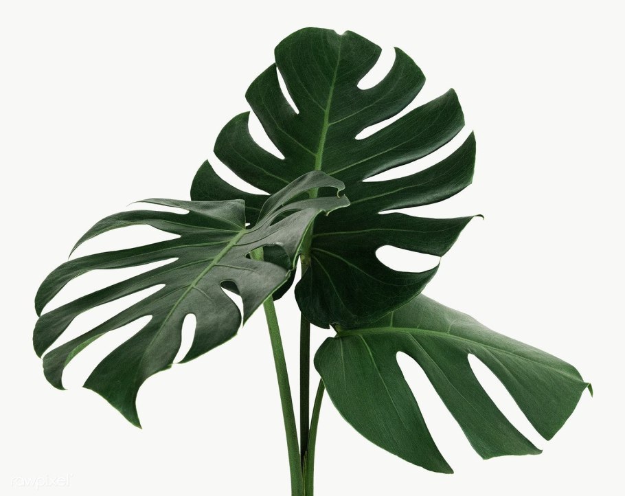 Monstera SP. (Blue Heart Leaf)
