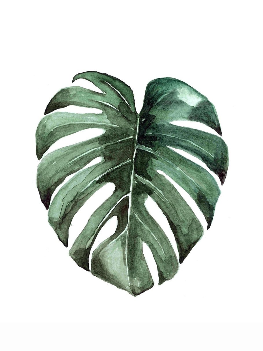 Monstera leaf