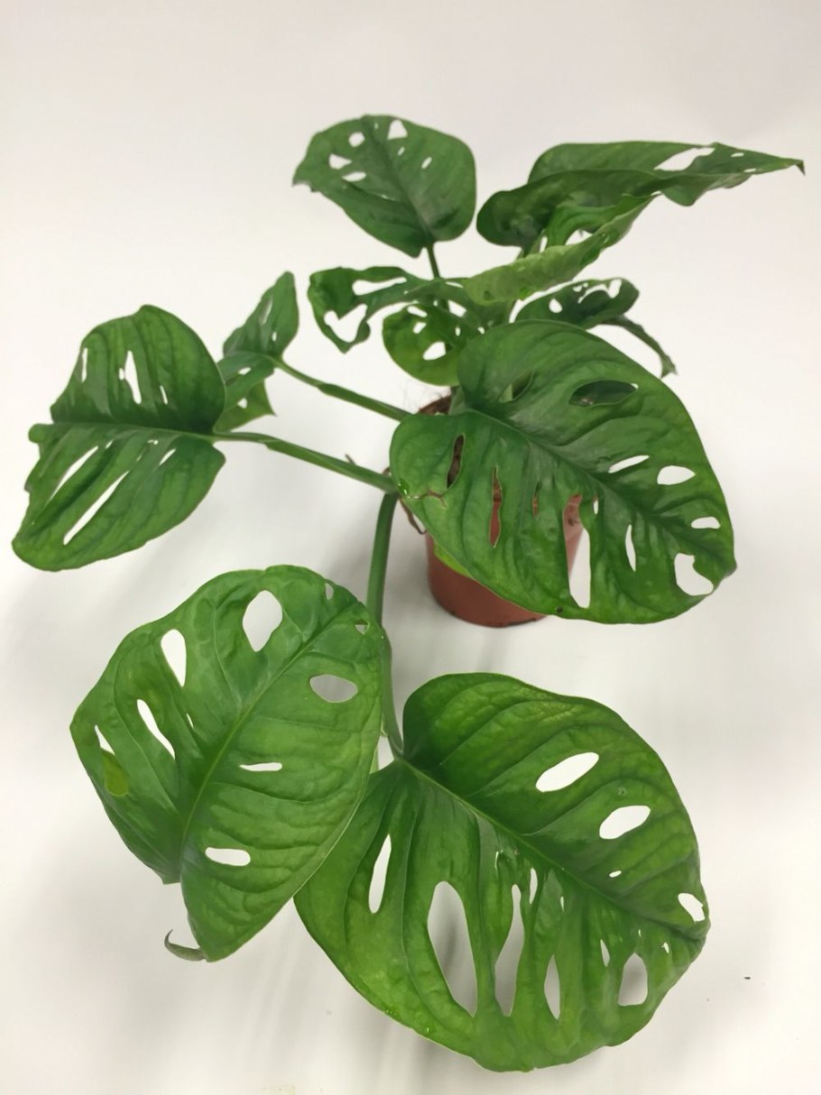 Монстера Адансона