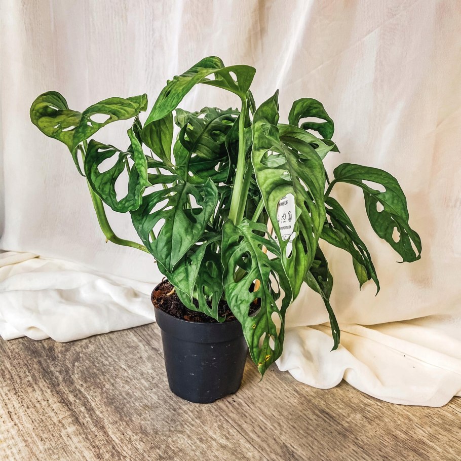 Монстера Эстетика