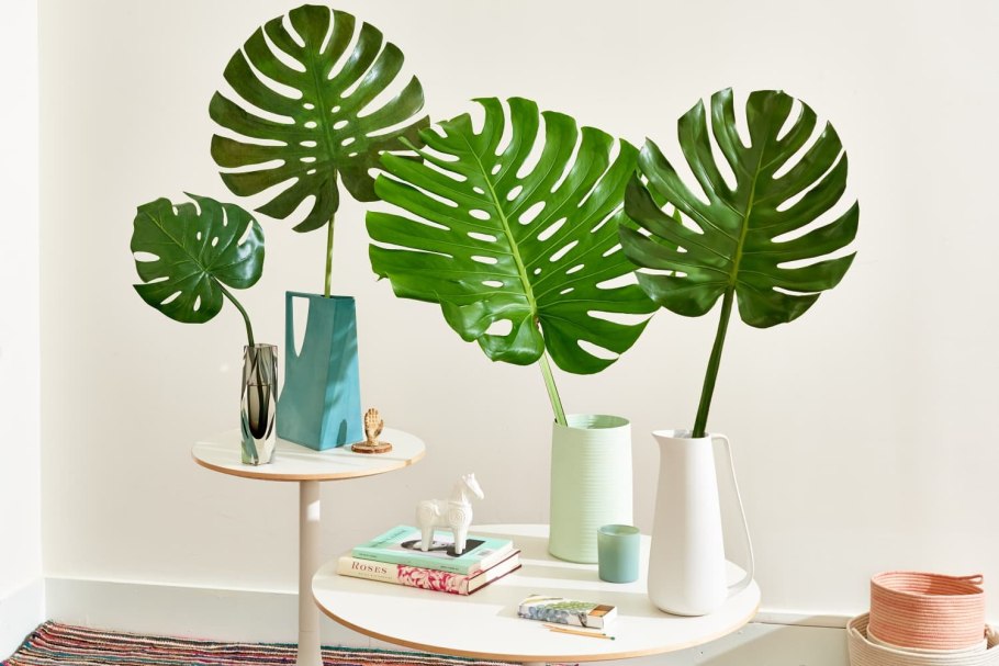 Monstera SP (n2) 75