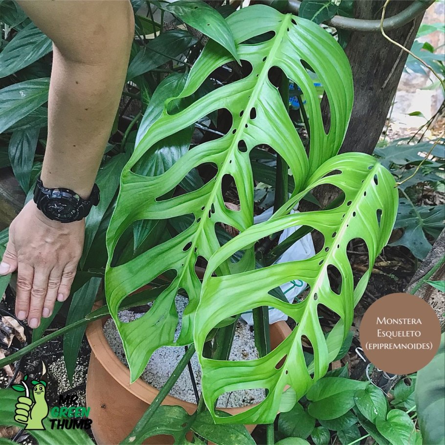 Монстера epipremnoides