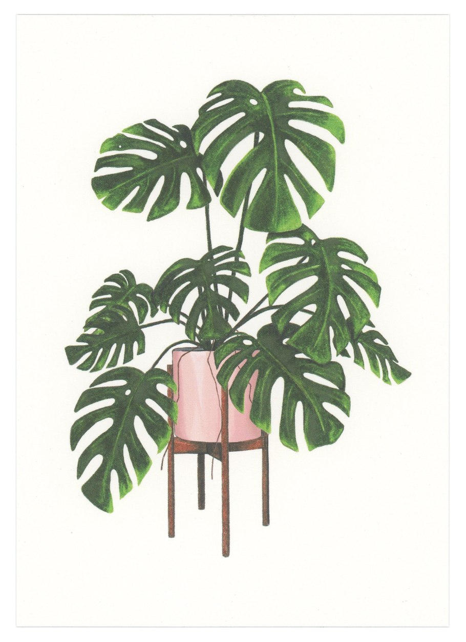 Лист монстеры вектор