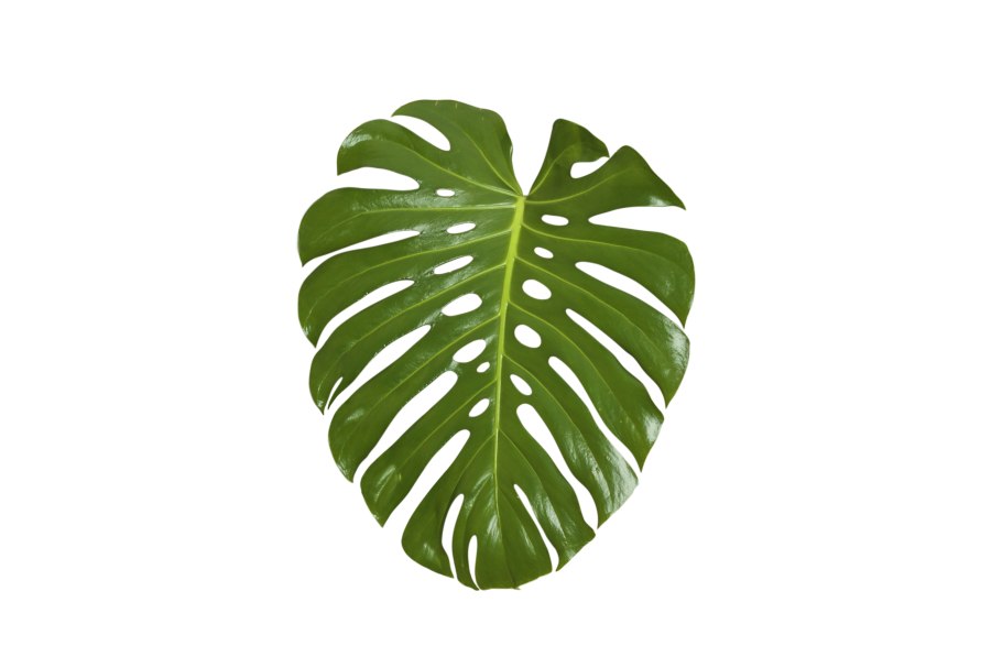 Монстера эскулетто