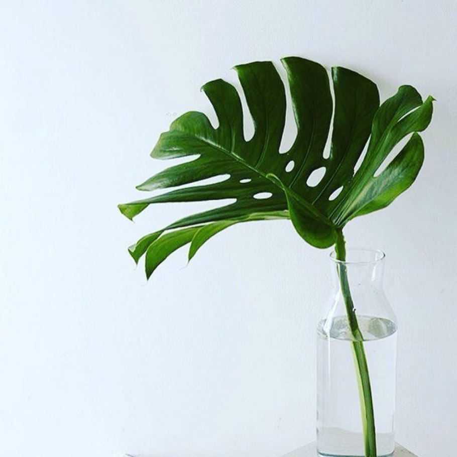 Папоротник монстера акравель