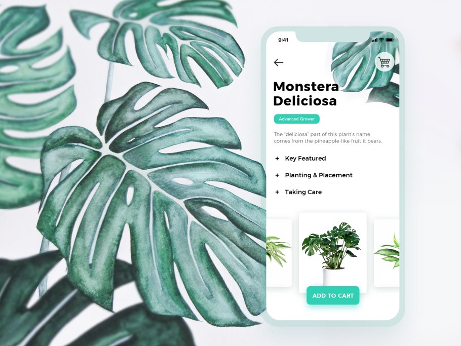 Монстера Адансона Monstera adansonii