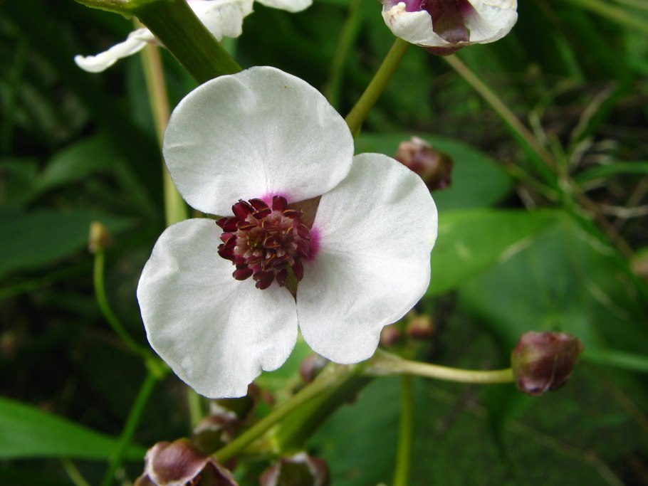 Стрелолист широколистный Sagittaria latifolia