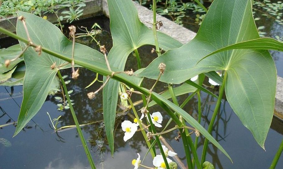 Стрелолист Sagittaria sagittifolia