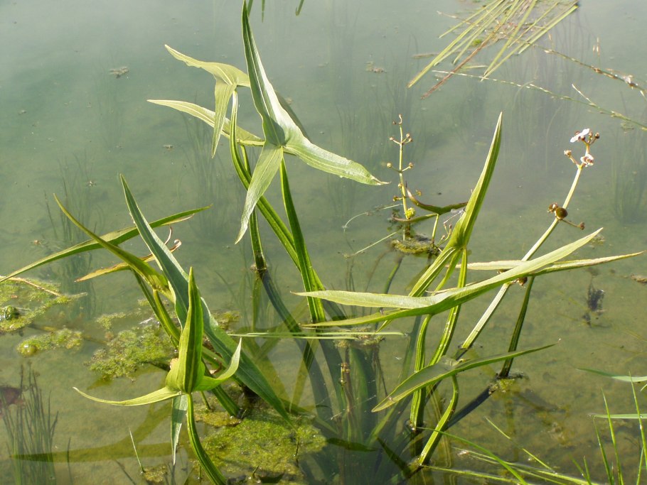 Стрелолист Sagittaria sagittifolia
