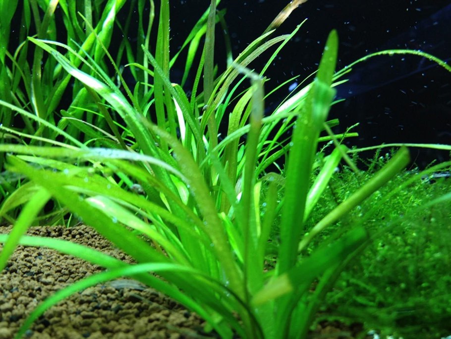 Сагиттария субулата Sagittaria subulata