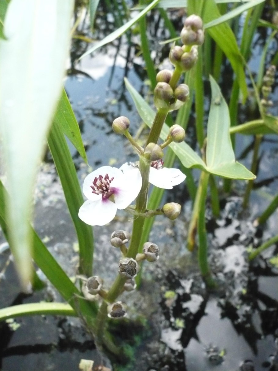 Стрелолист обыкновенный