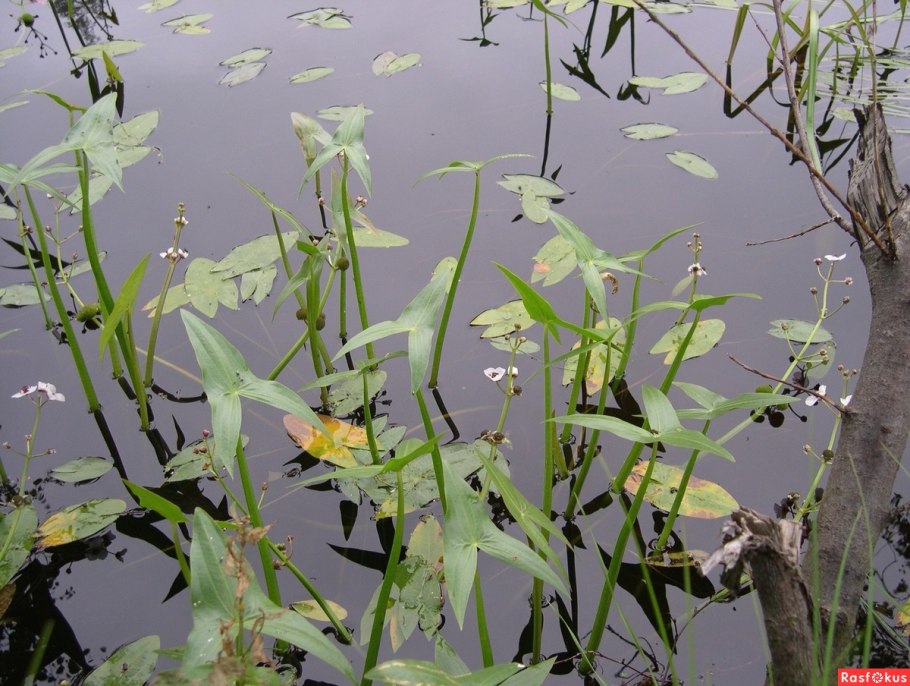 Стрелолист Sagittaria sagittifolia