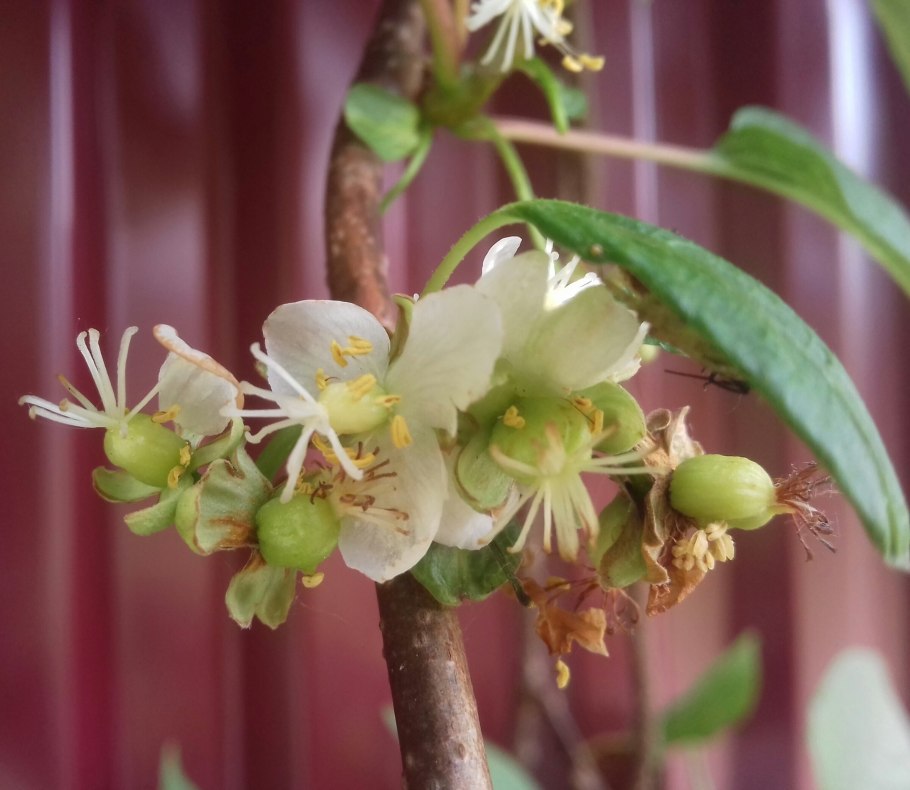 Актинидия коломикта цветение