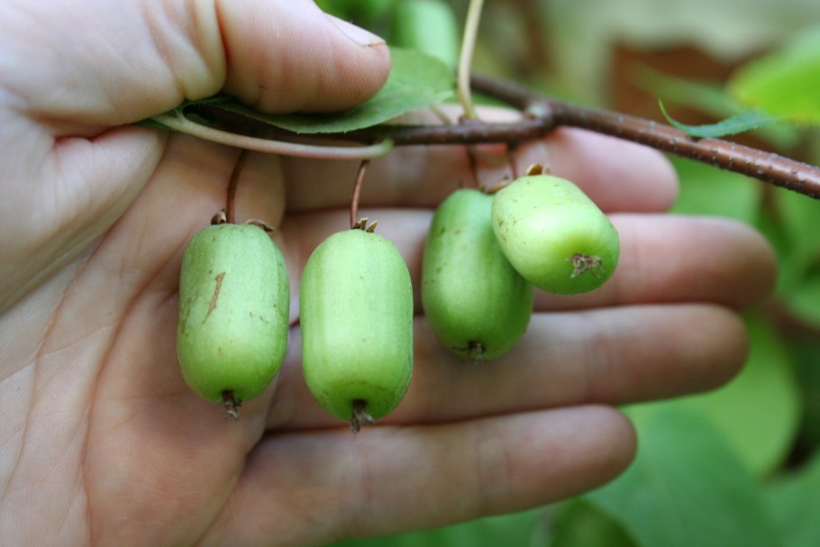 Дальневосточный кишмиш актинидия